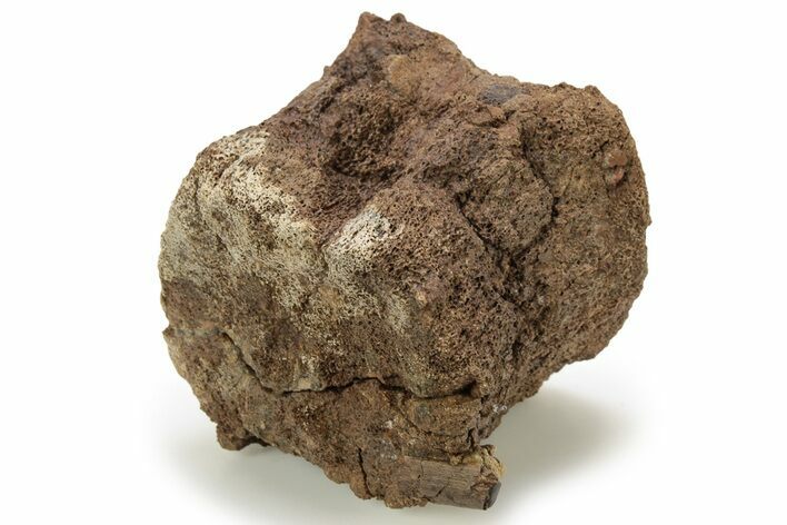 Hadrosaur (Edmontosaurus) Caudal Vertebra Centrum - Wyoming #265525